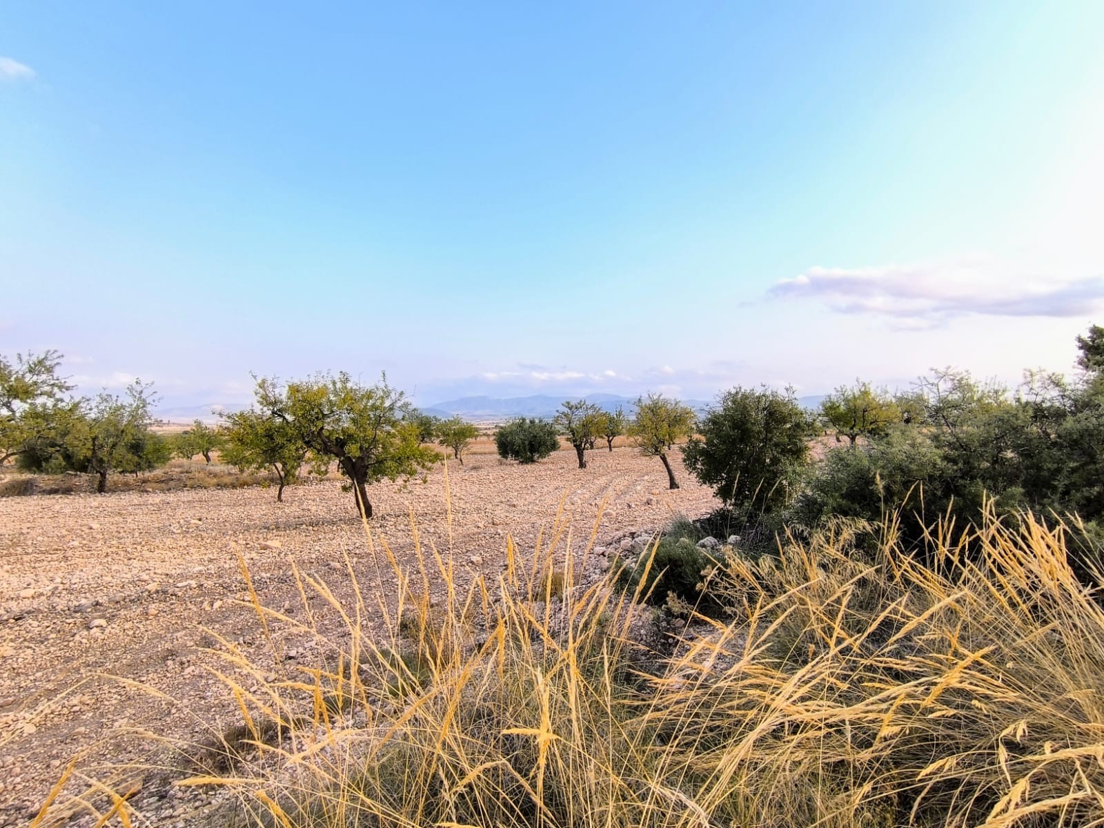 Finca for sale in Pinoso, Alicante, Spain