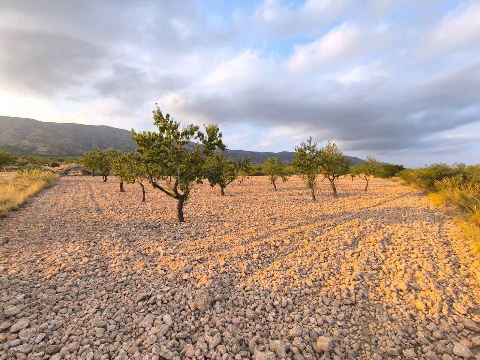 Finca for sale in Pinoso, Alicante, Spain