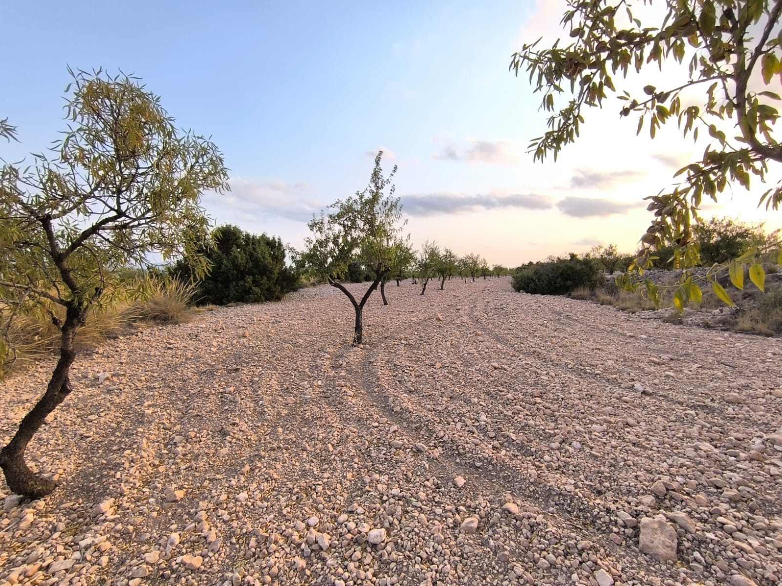 Finca for sale in Pinoso, Alicante, Spain