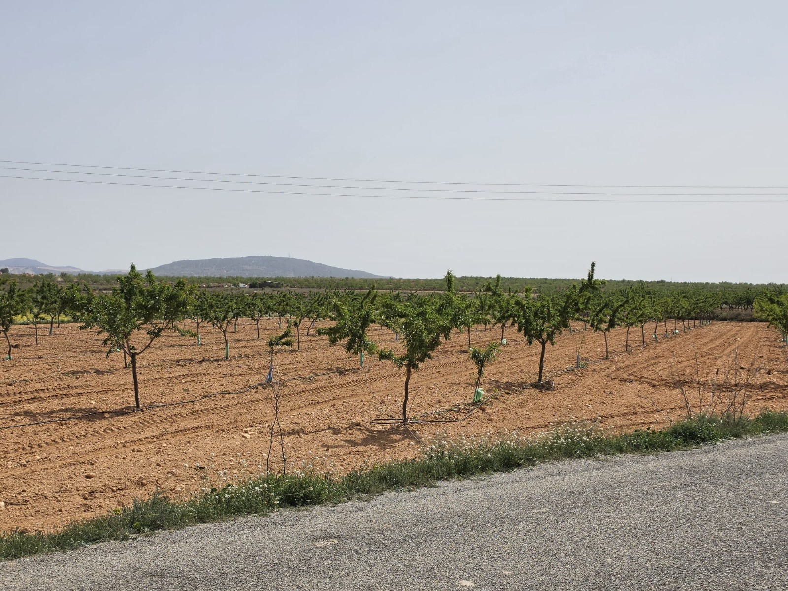 Finca en venta en Pinoso