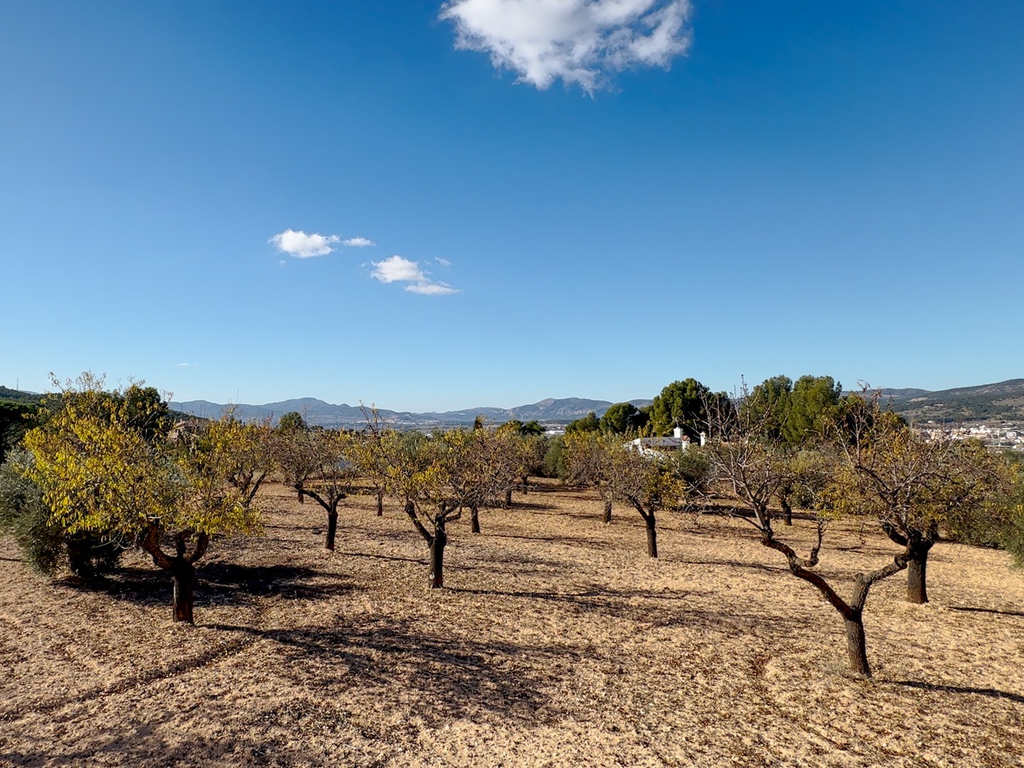 Finca en venta en Ibi