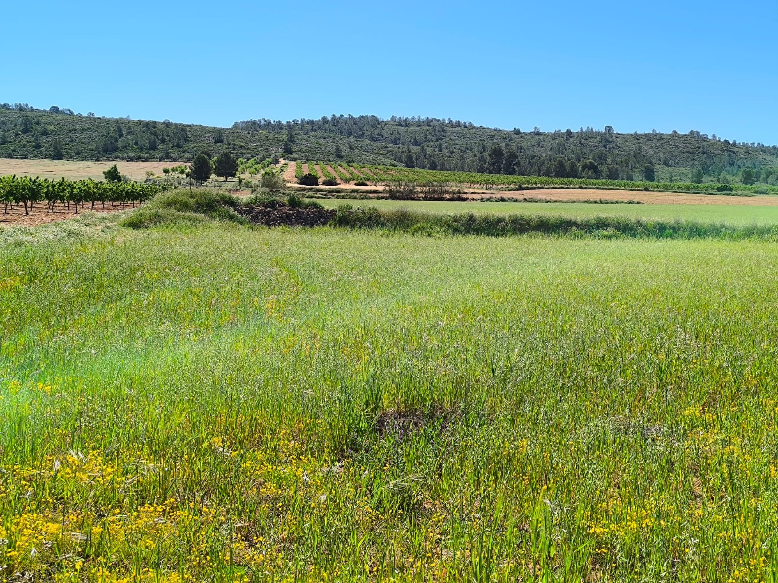 Finca for sale in Yecla, Murcia, Spain