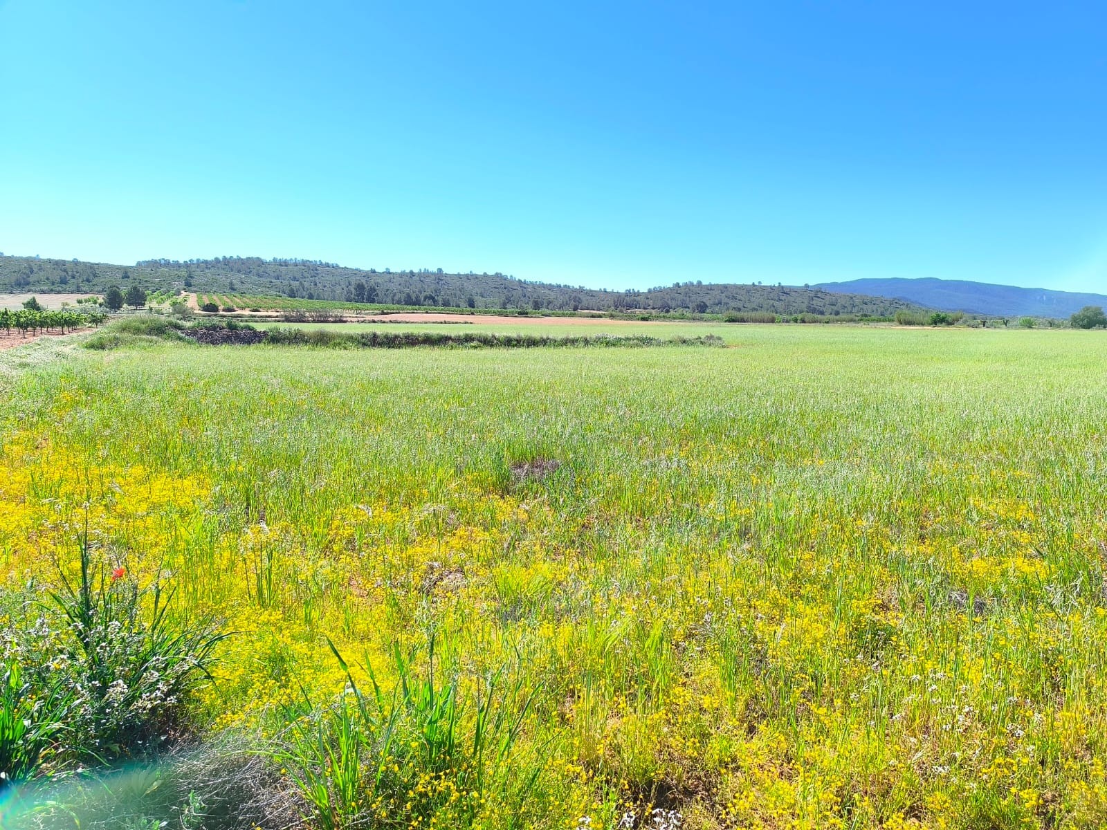 Finca en venta en Yecla