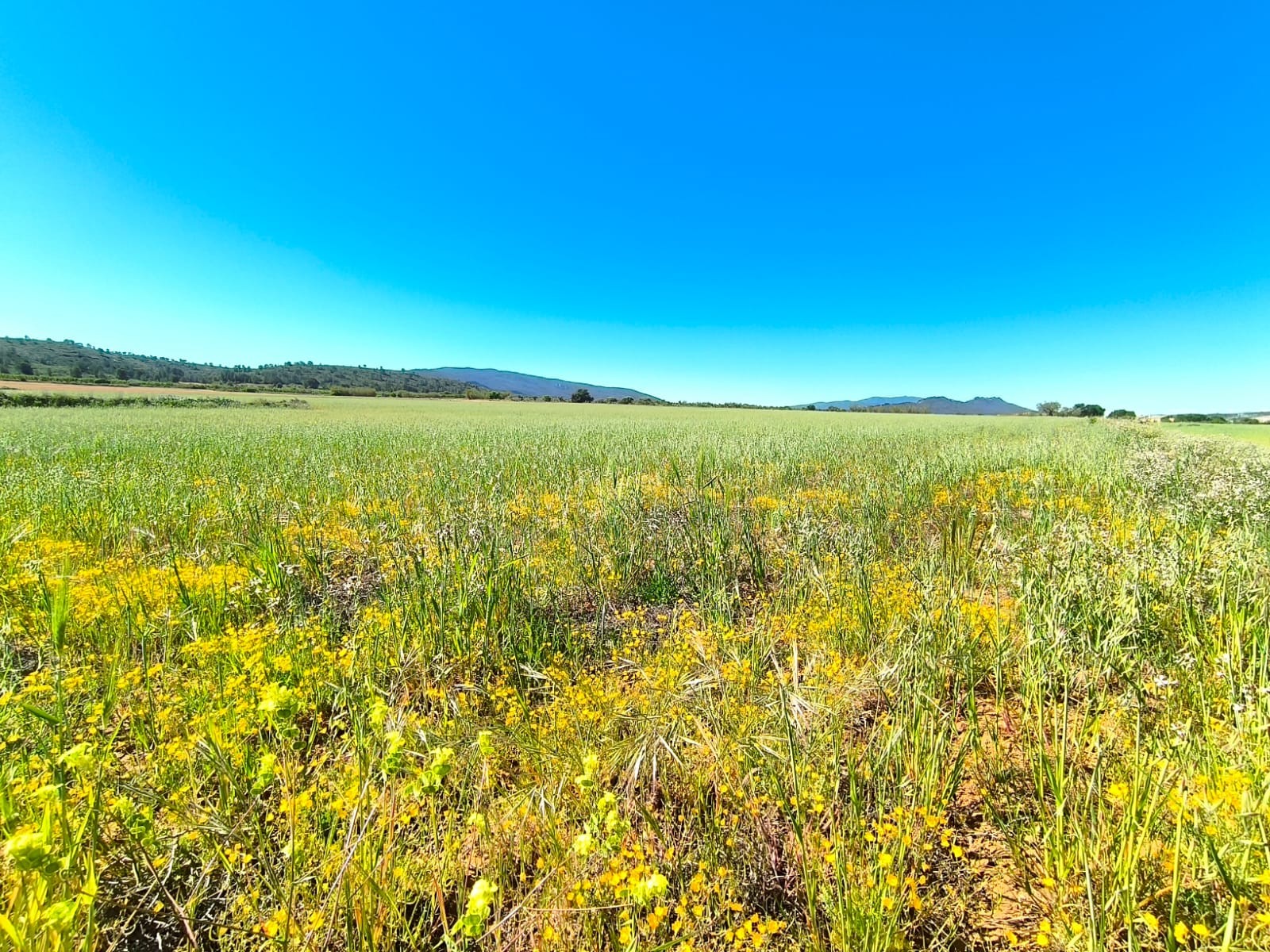 Finca en venta en Yecla