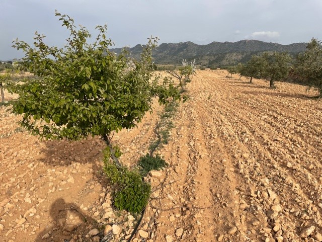 Finca for sale in Yecla, Murcia, Spain