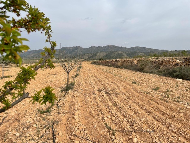Finca for sale in Yecla, Murcia, Spain