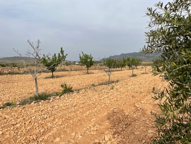 Finca for sale in Yecla, Murcia, Spain