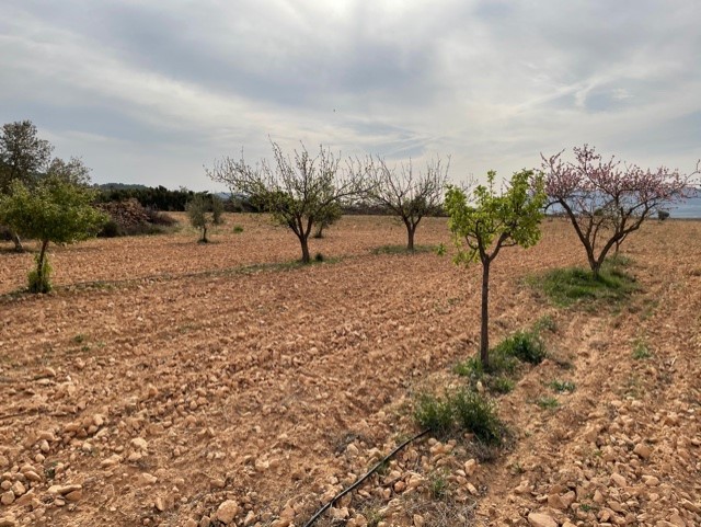 Finca for sale in Yecla, Murcia, Spain