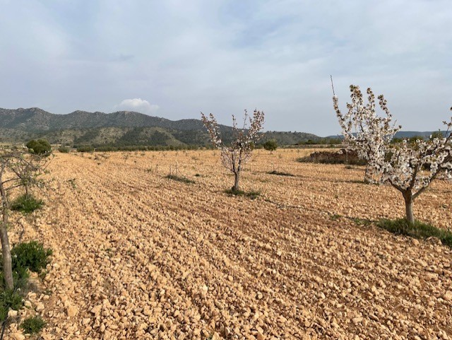 Finca for sale in Yecla, Murcia, Spain
