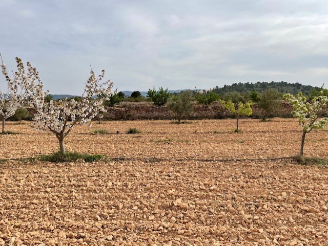 Finca for sale in Yecla, Murcia, Spain