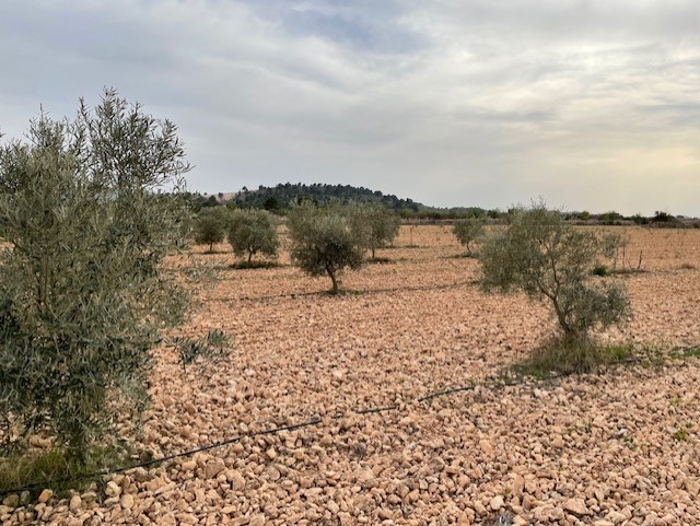 Finca for sale in Yecla, Murcia, Spain