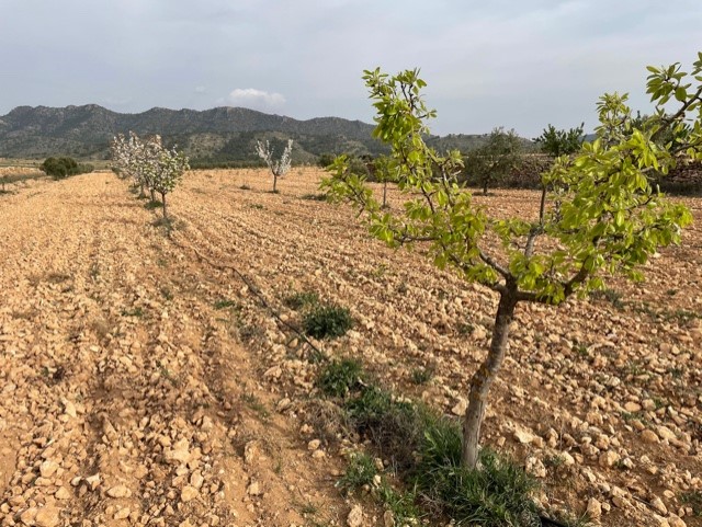 Finca for sale in Yecla, Murcia, Spain