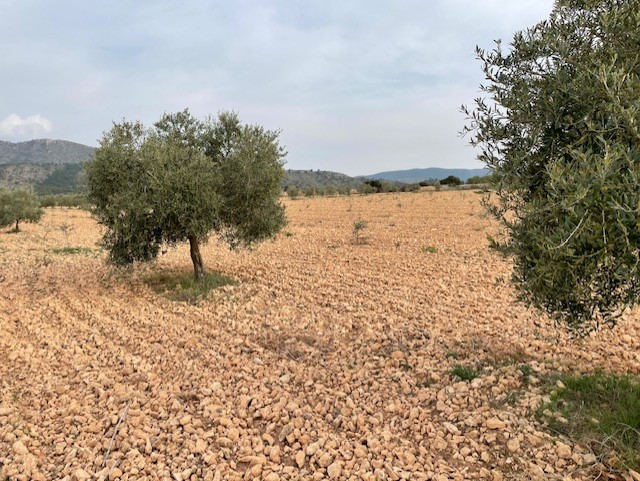 Finca for sale in Yecla, Murcia, Spain