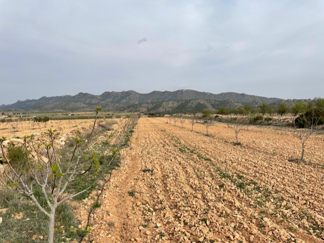 Finca for sale in Yecla, Murcia, Spain