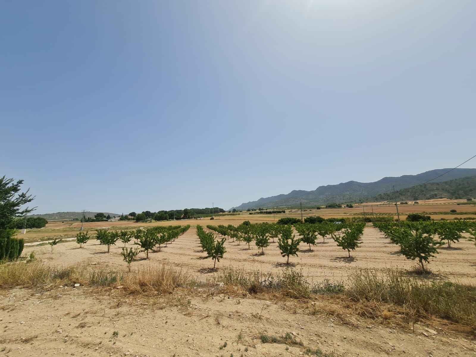 Finca for sale in Yecla, Murcia, Spain