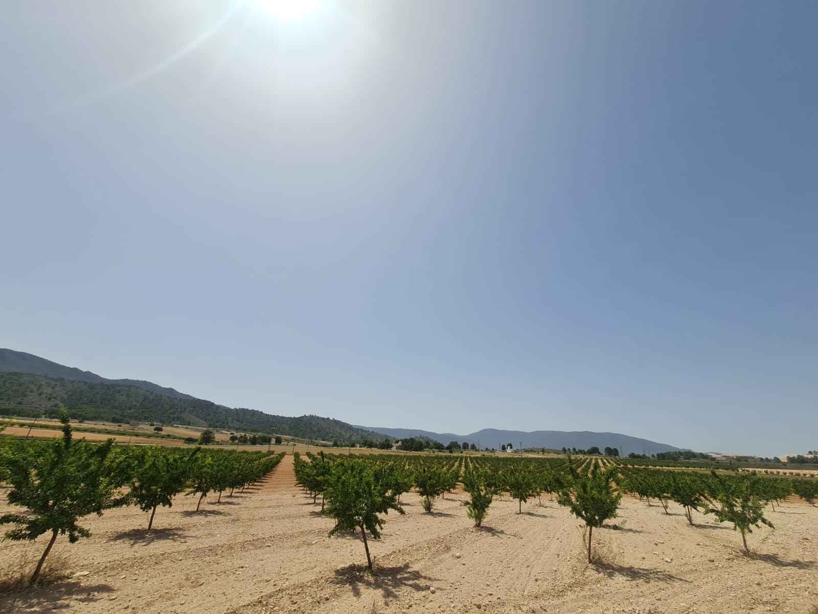 Finca for sale in Yecla, Murcia, Spain