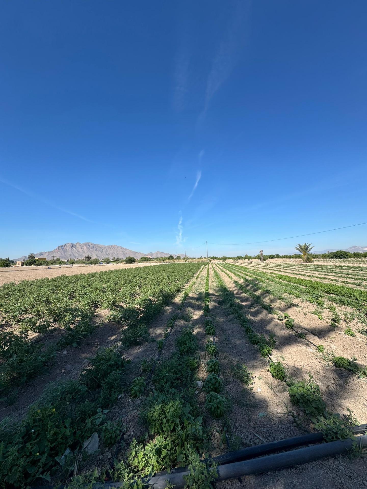 Finca for sale in Granja De Rocamora, Alicante, Spain