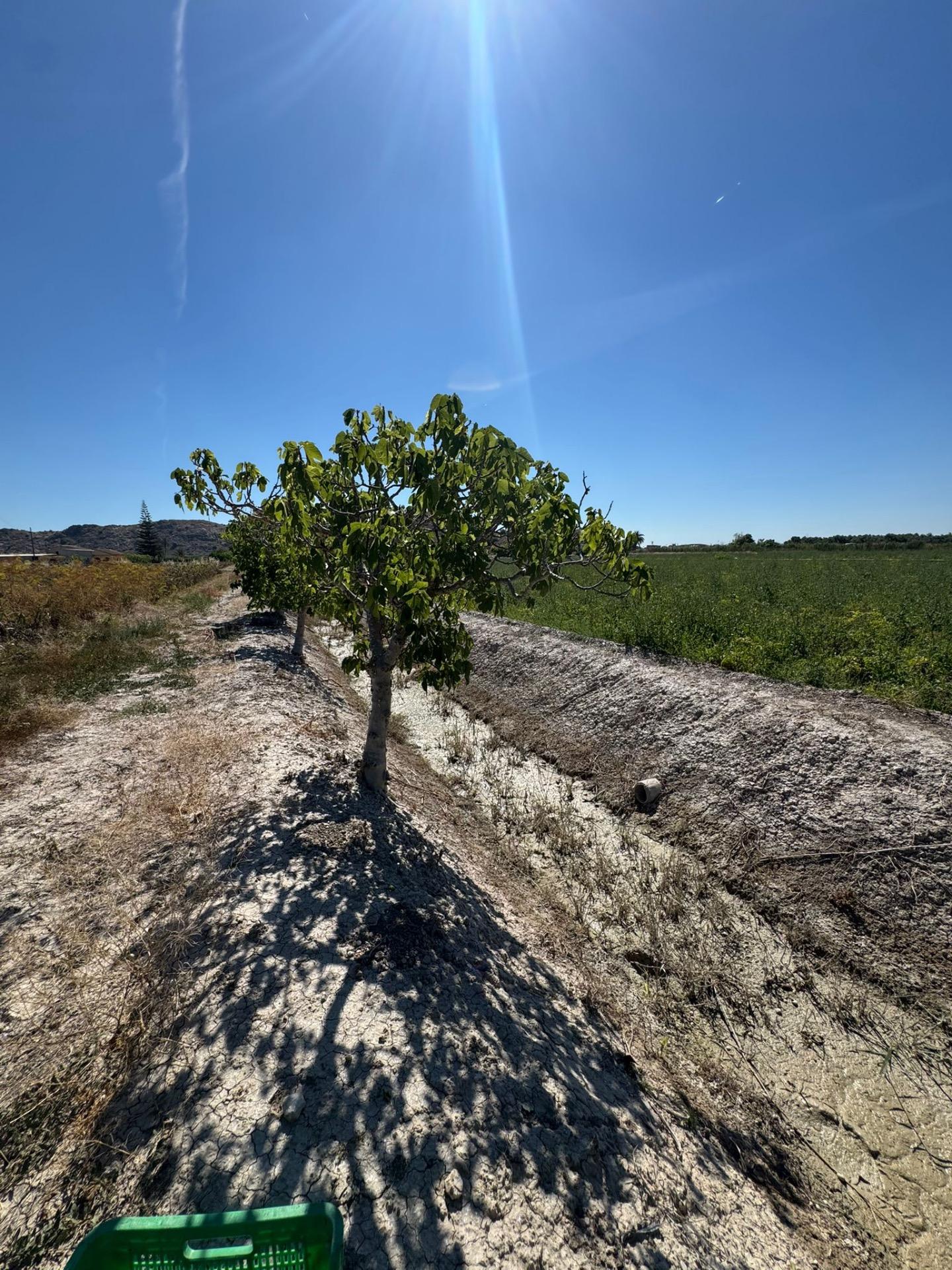 Finca for sale in Granja De Rocamora, Alicante, Spain