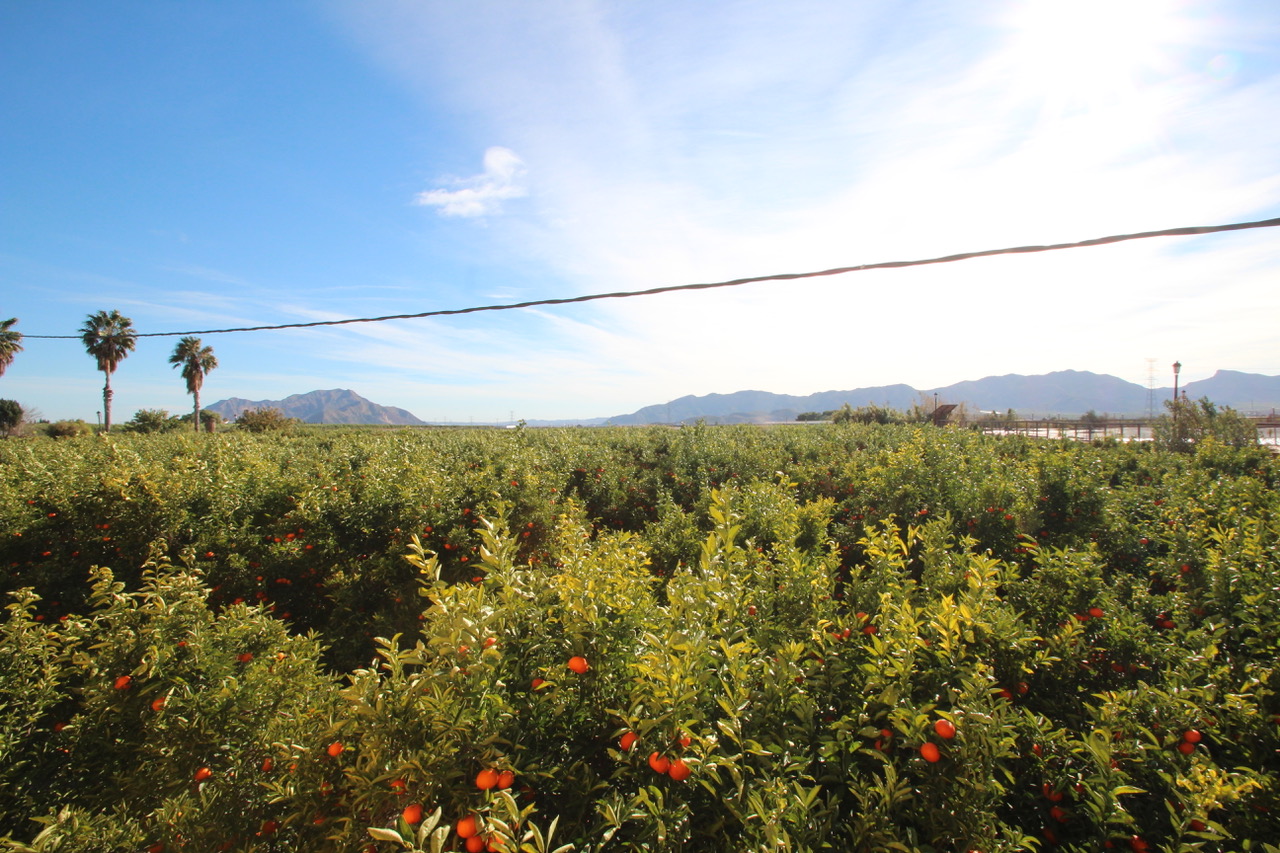 Finca en venta en Murcia
