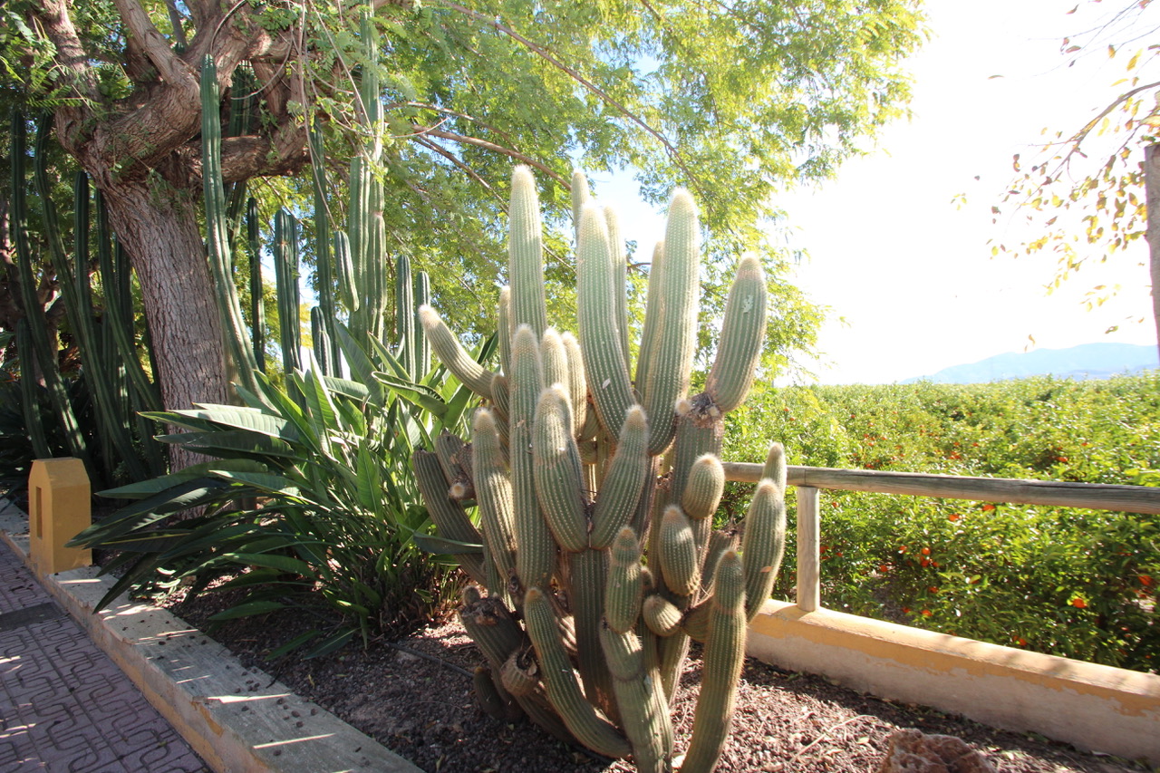 Finca en venta en Murcia