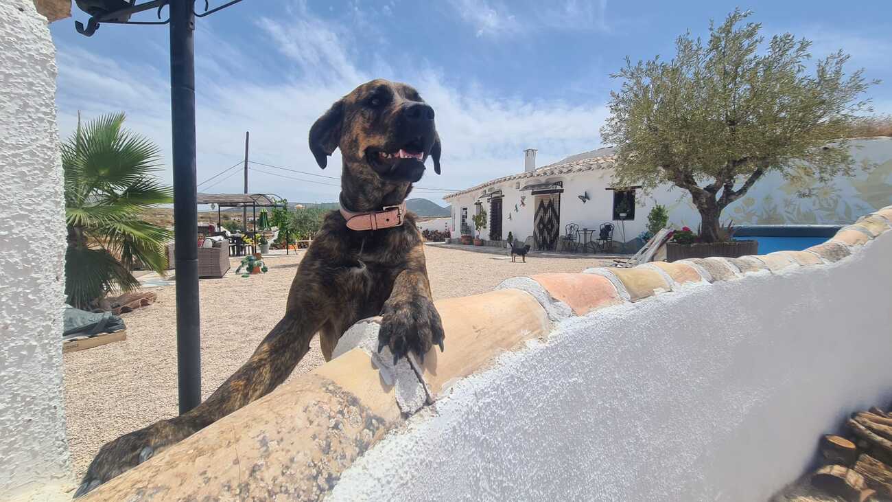 Other en venta en Orce