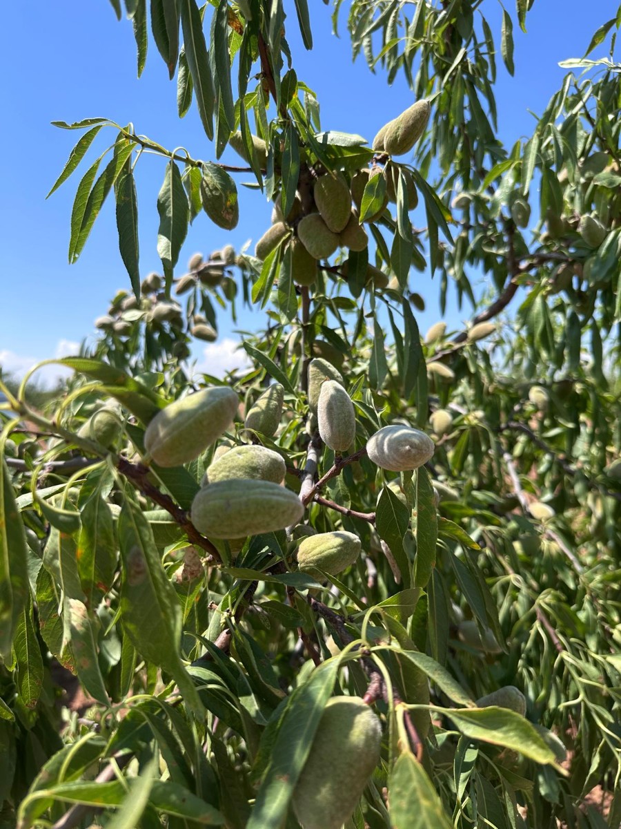 Finca for sale in Granada, Málaga, Spain