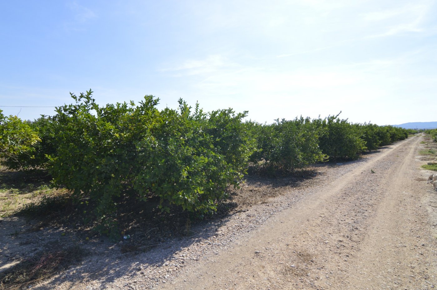 Finca en venta en Santomera