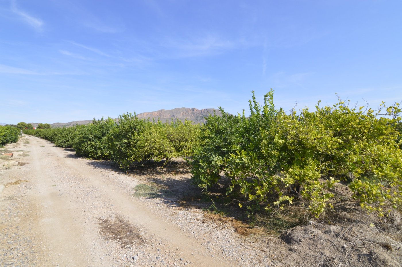 Finca en venta en Santomera