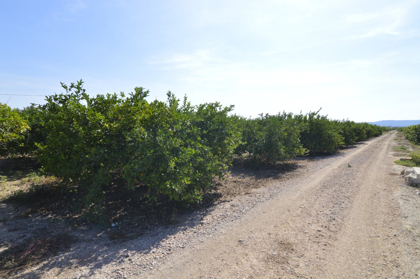 Finca en venta en Santomera