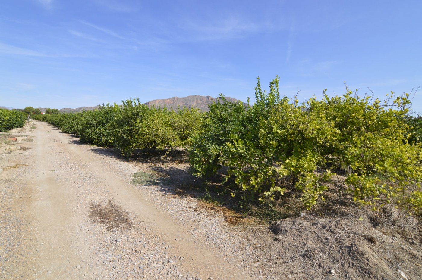Finca en venta en Santomera