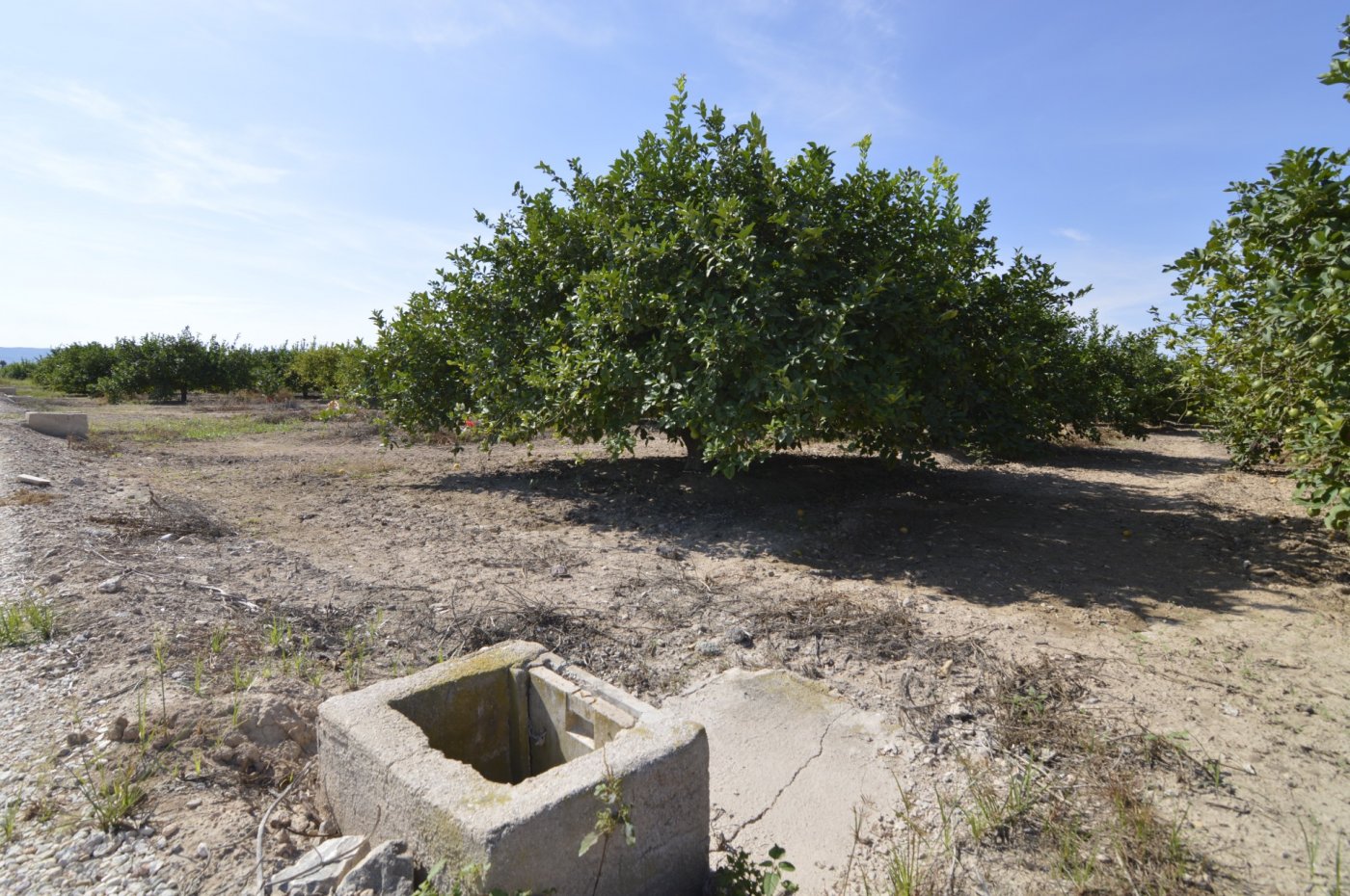Finca en venta en Santomera