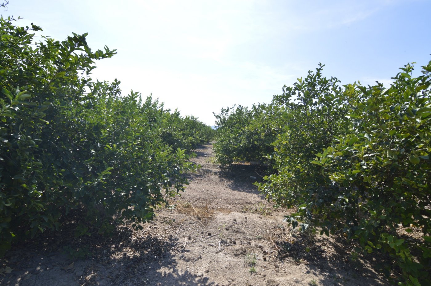 Finca en venta en Santomera