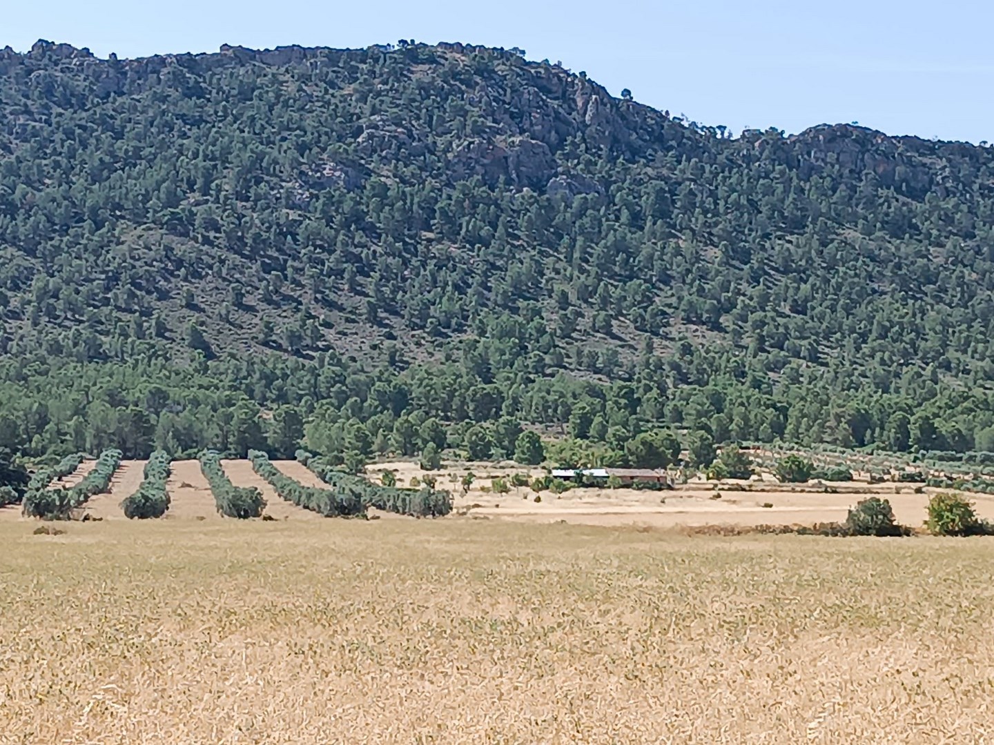 Other for sale in Yecla, Murcia, Spain