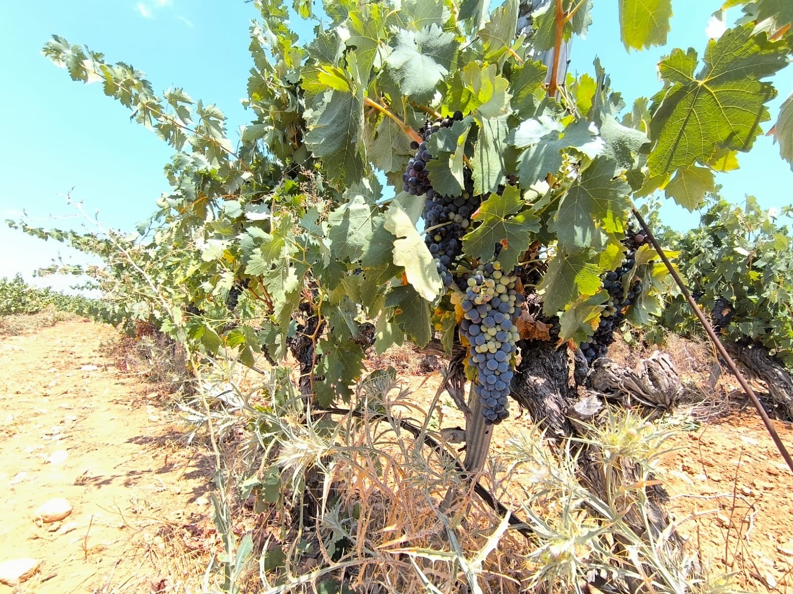 Finca for sale in Yecla, Murcia, Spain