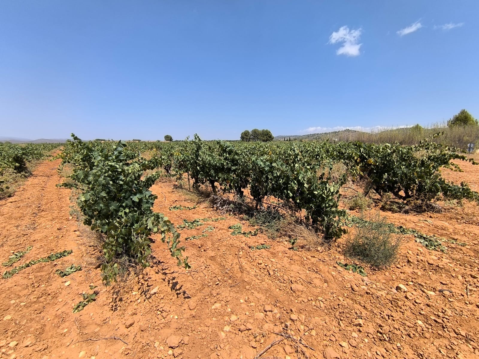 Finca for sale in Yecla, Murcia, Spain