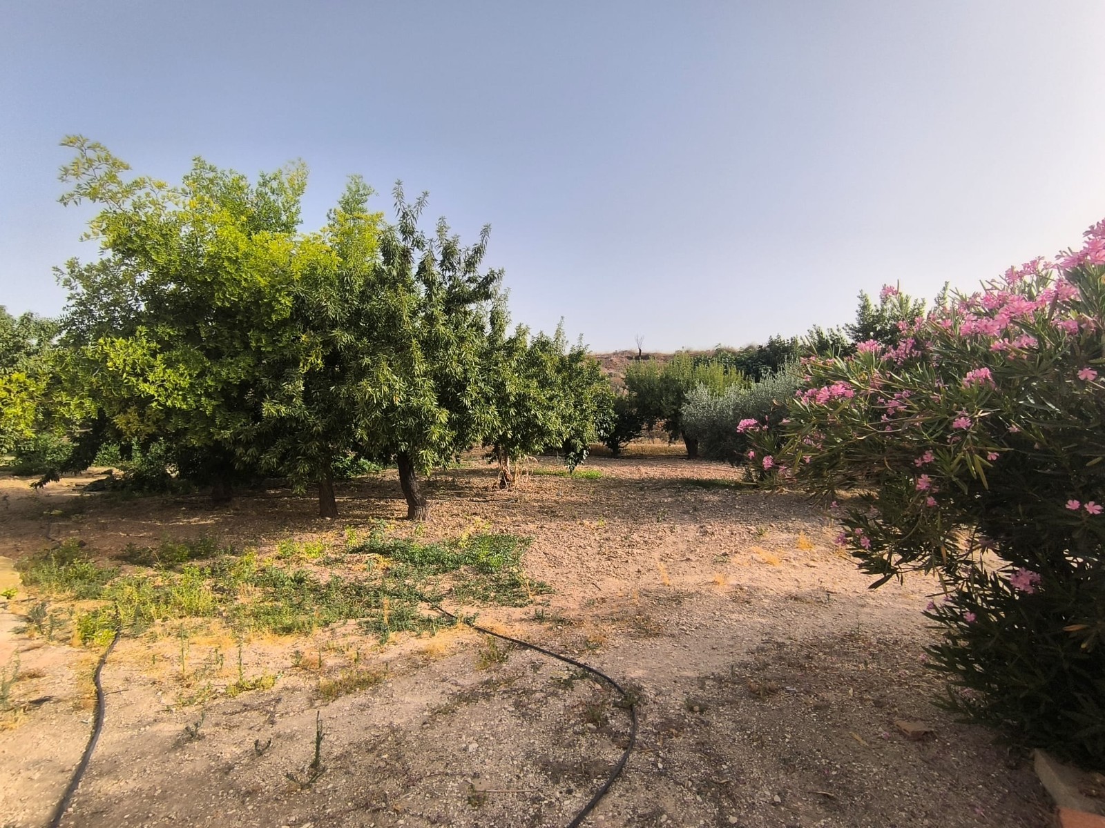 Commercial Property for sale in Pinoso, Alicante, Spain