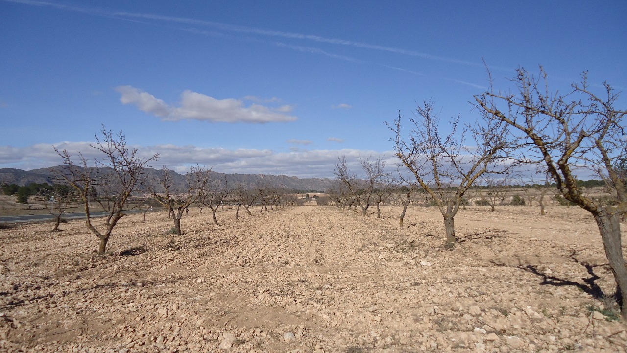 Finca en venta en Yecla