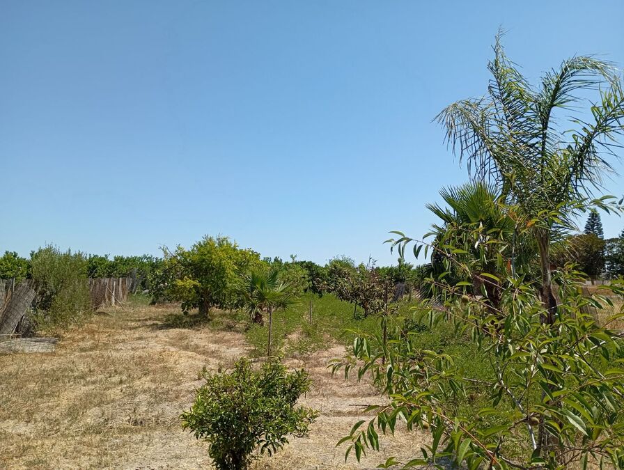 Casa de Campo en venta en Daya Nueva
