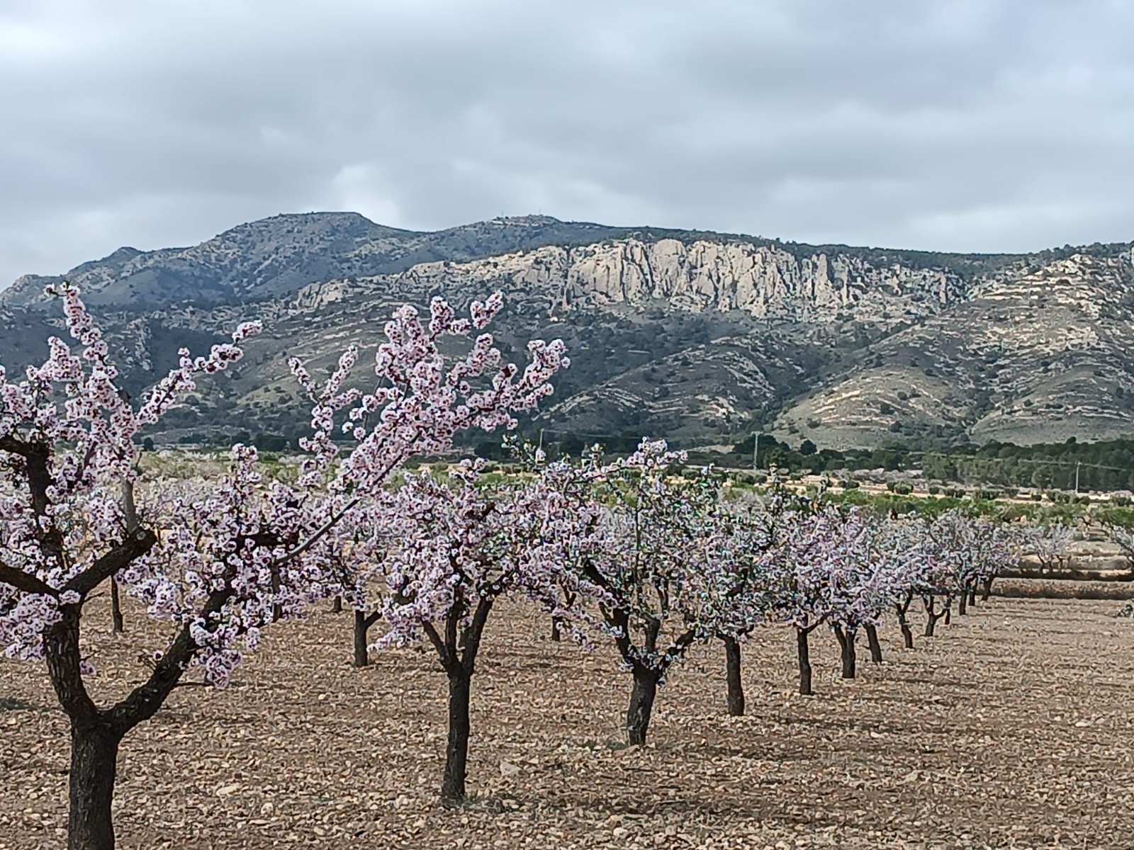 Finca en venta en Jumilla