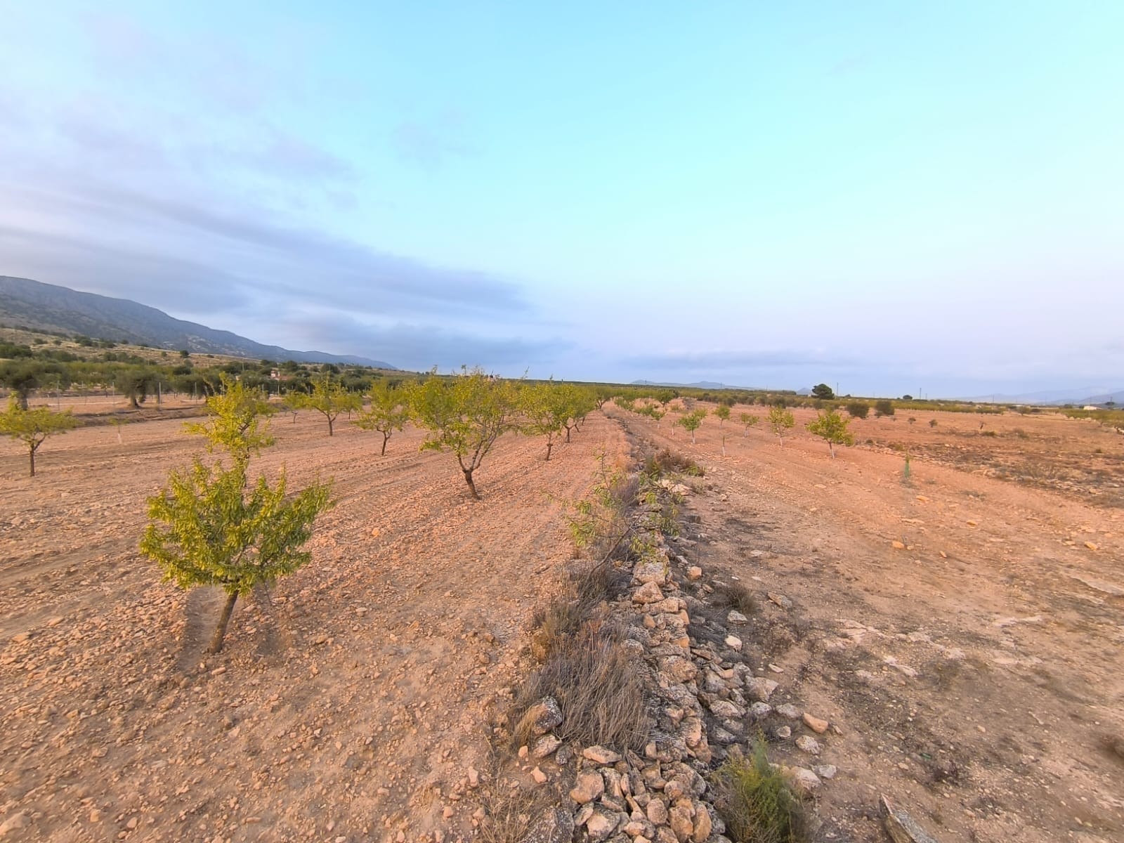 Finca for sale in Pinoso, Alicante, Spain