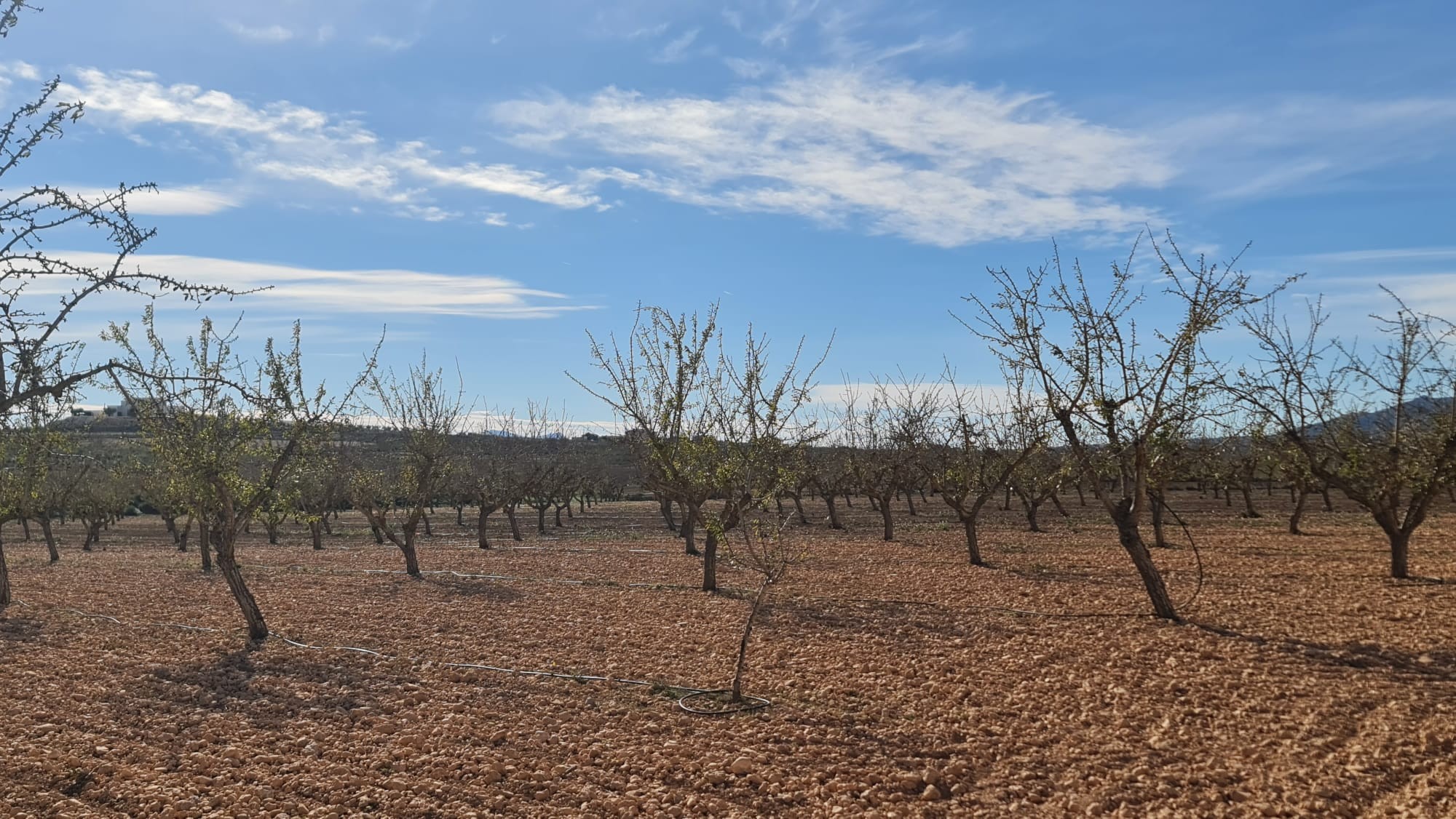 Finca for sale in Pinoso, Alicante, Spain