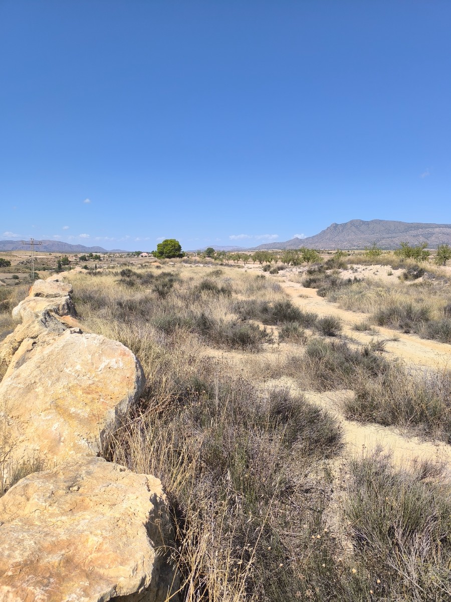 Finca en venta en Jumilla