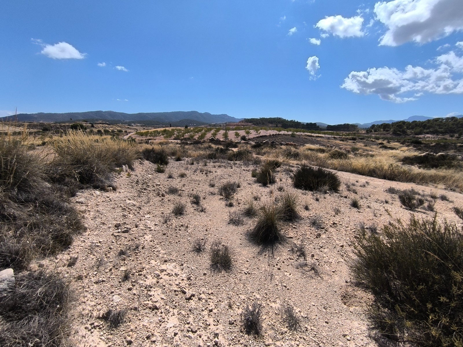 Finca en venta en Jumilla