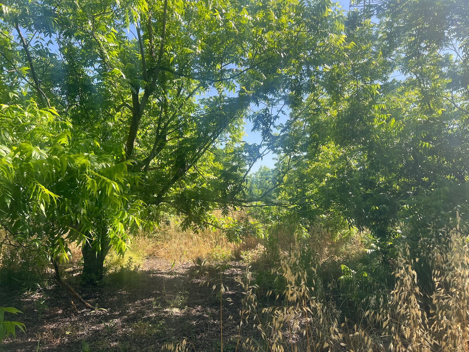 Finca for sale in Alhaurin El Grande, Málaga, Spain