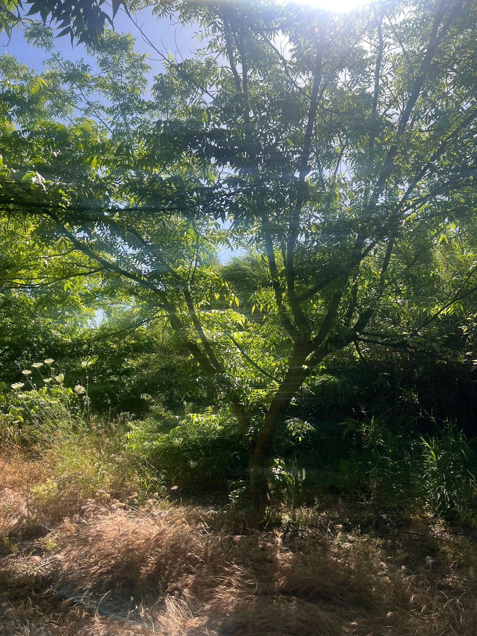 Finca for sale in Alhaurin El Grande, Málaga, Spain