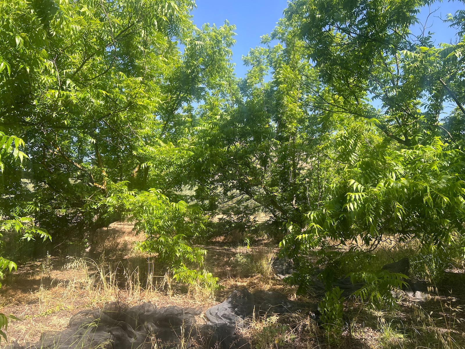 Finca for sale in Alhaurin El Grande, Málaga, Spain