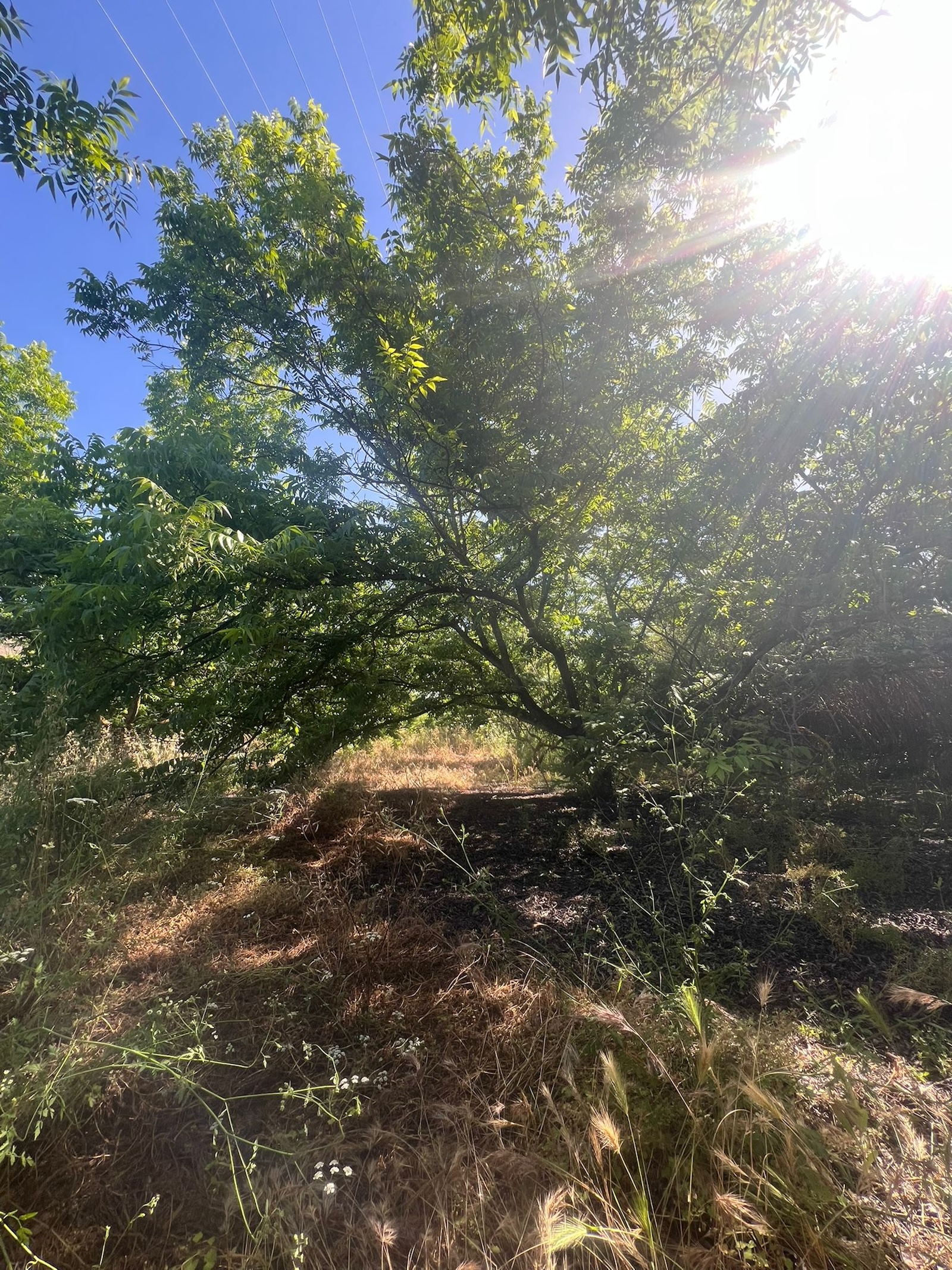 Finca for sale in Alhaurin El Grande, Málaga, Spain