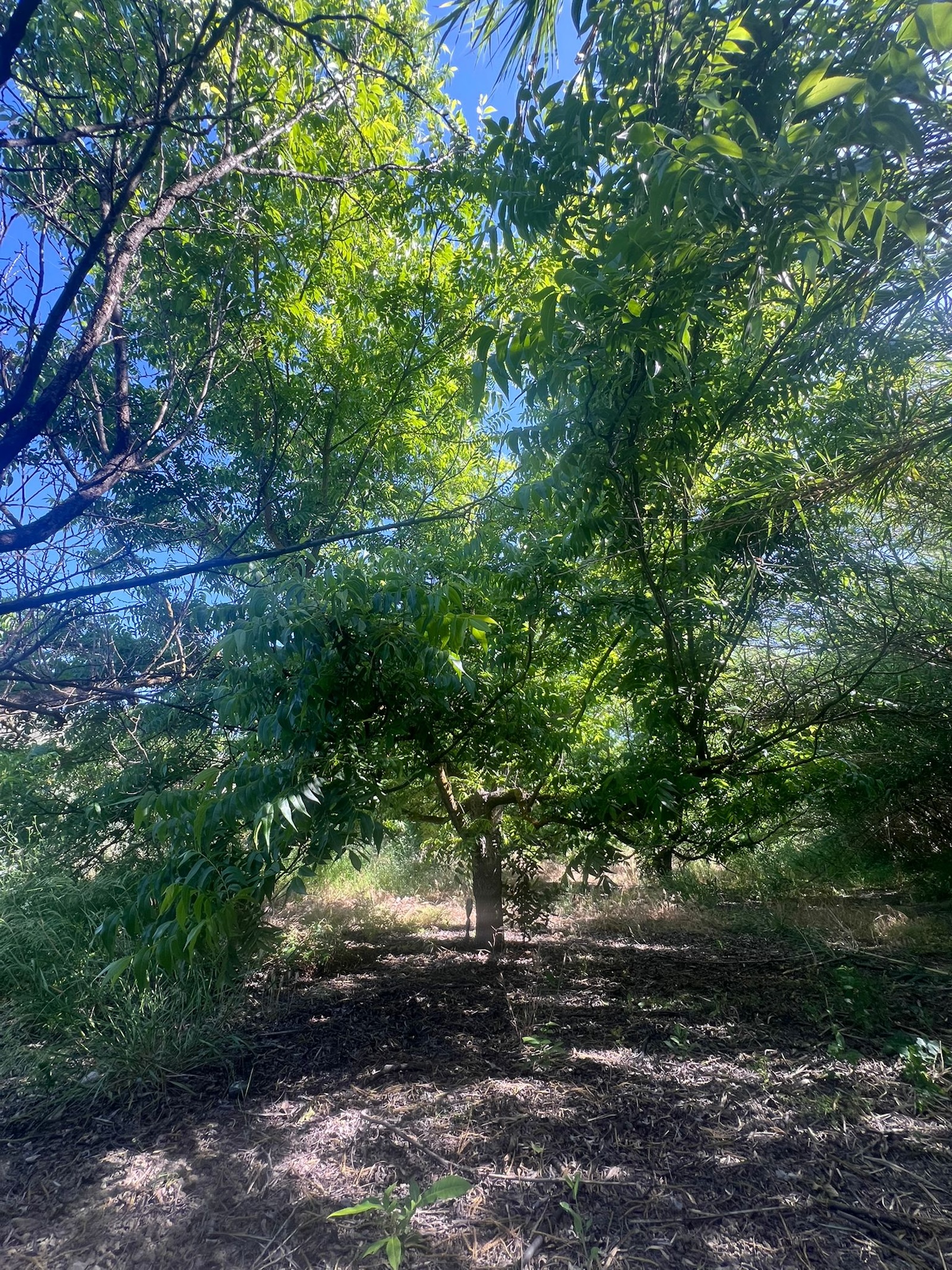 Finca for sale in Alhaurin El Grande, Málaga, Spain