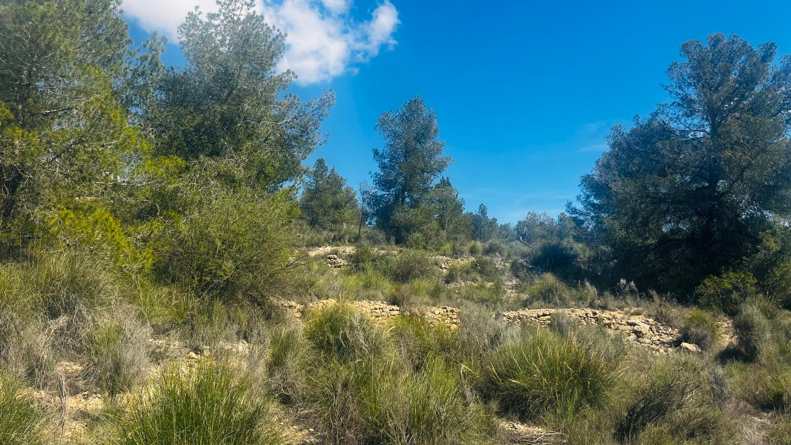 Finca for sale in La Romana, Alicante, Spain