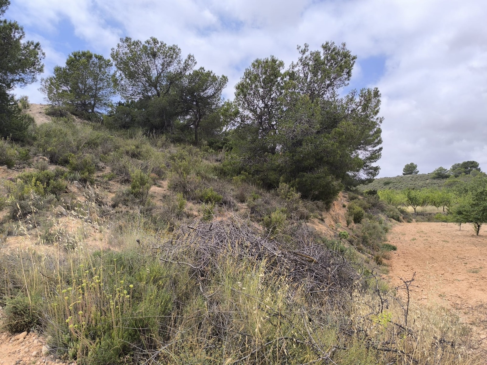 Finca en venta en Pinoso